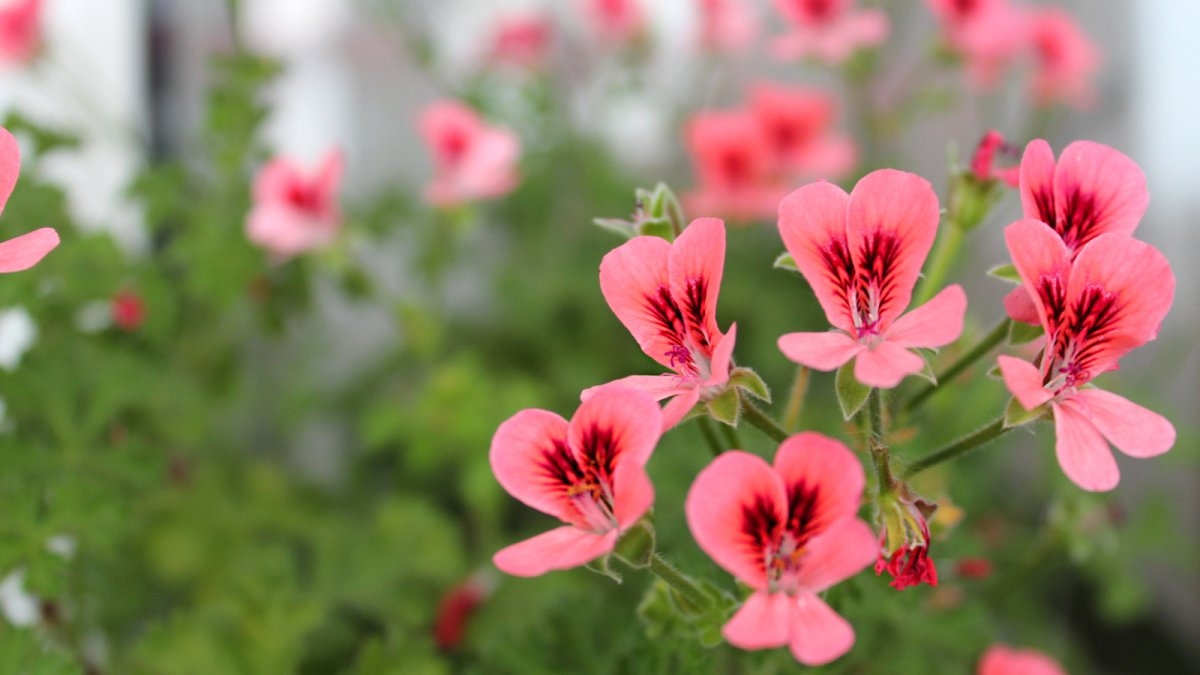 Пеларгония Canadian Pink and White