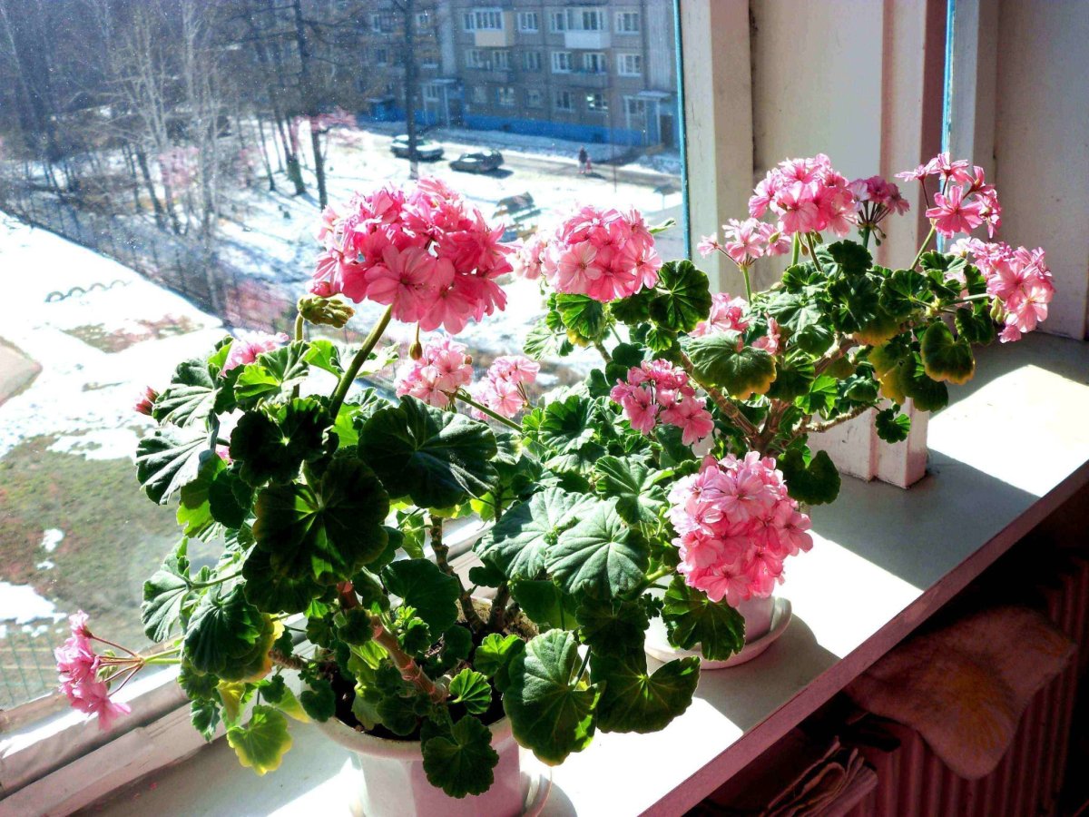Ампельная Королевская герань
