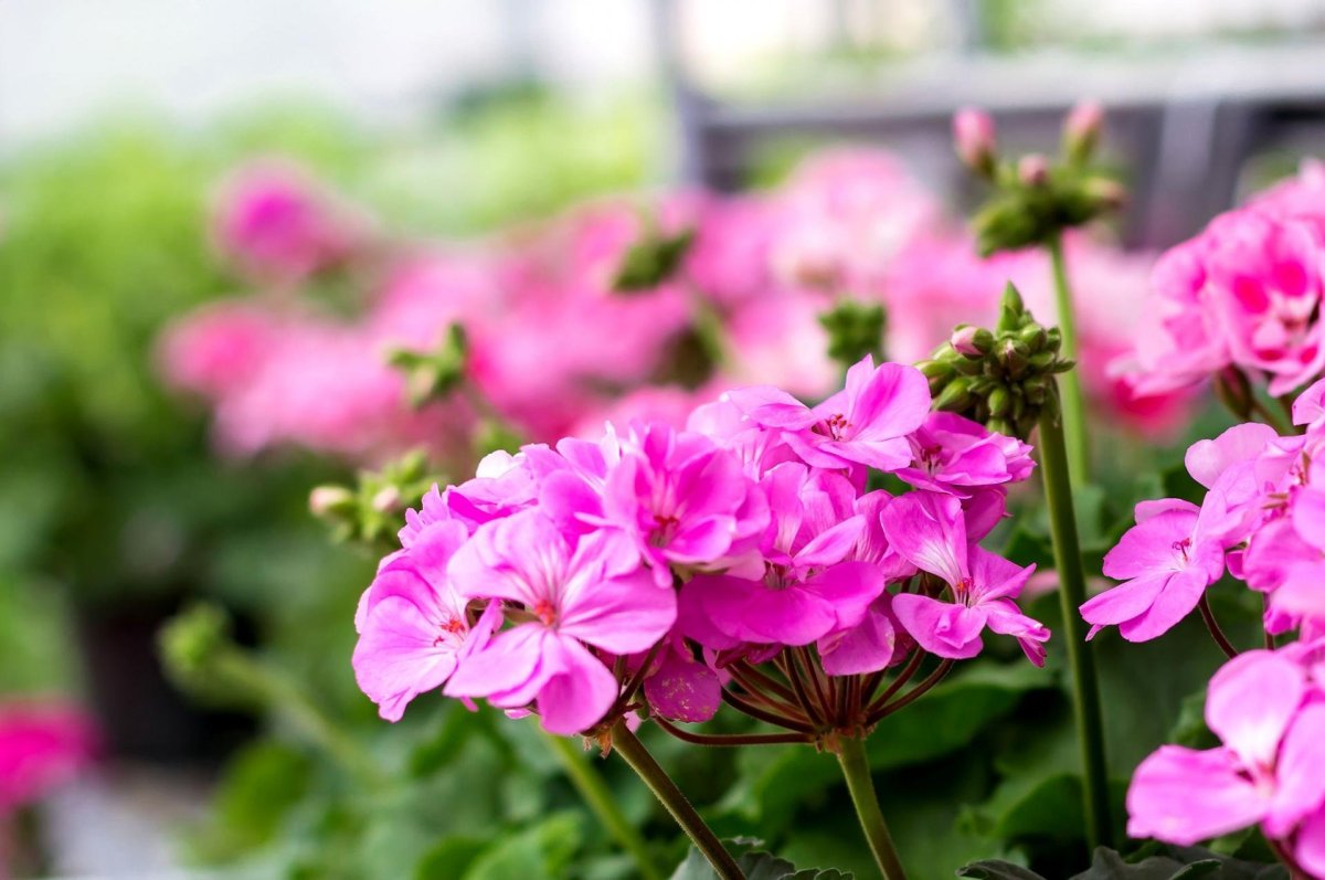 Пеларгония Flower