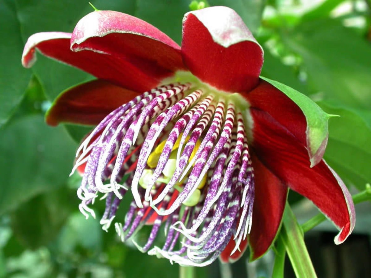 Геллеборус (Helleborus) семена