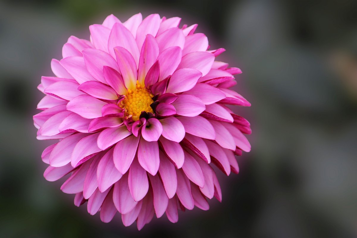 Гвоздика Dianthus