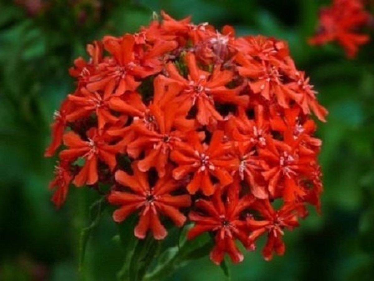 Лихнис корончатый