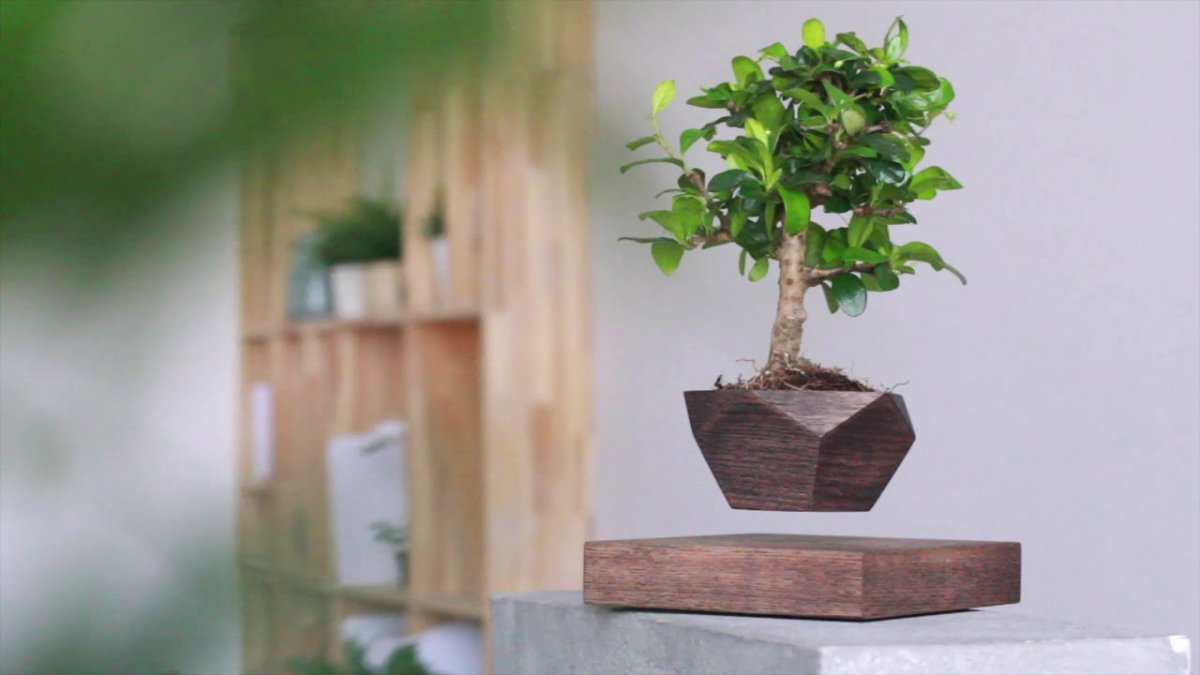 Levitating Plant Magnetic
