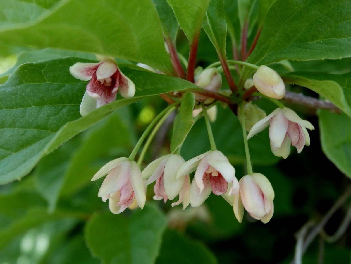 Лимонник китайский (Schisandra chinensis)