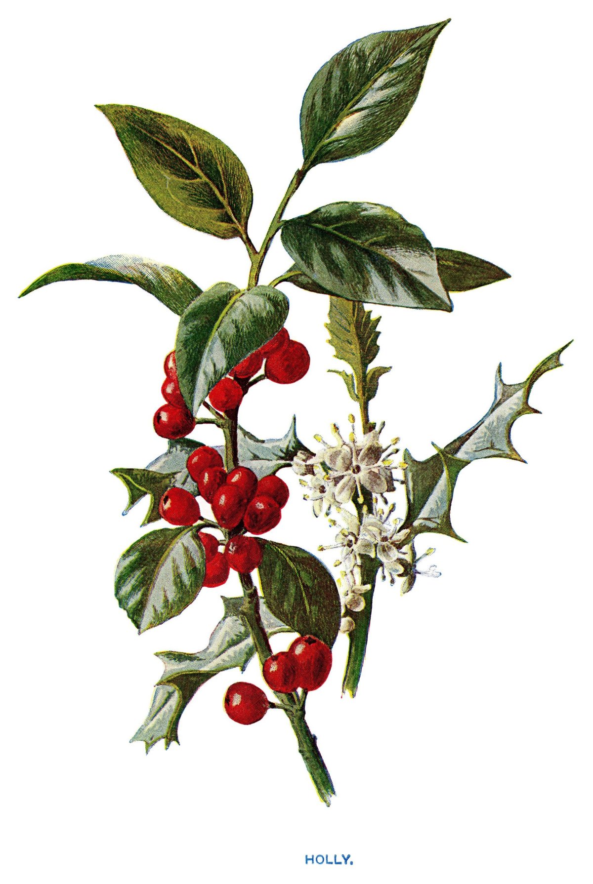 Лимонник цветок комнатный