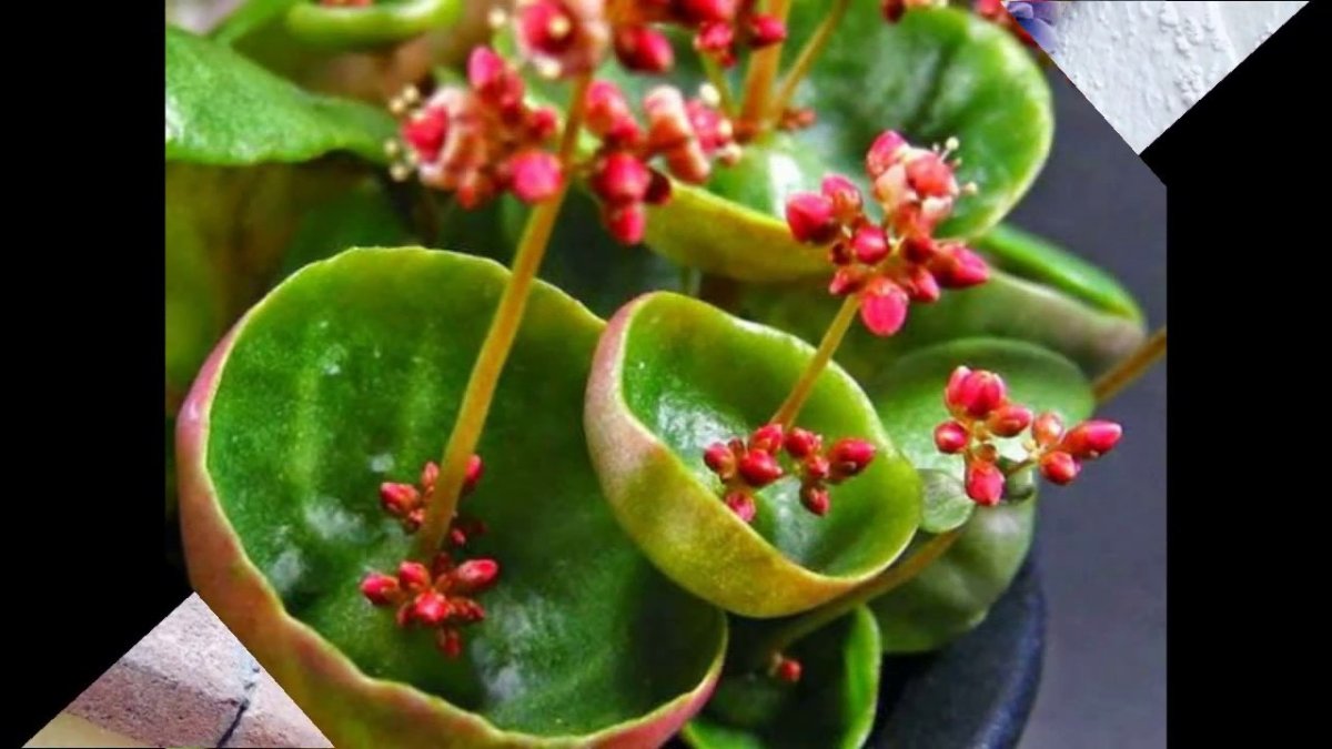Толстянка зонтичная Crassula Umbella