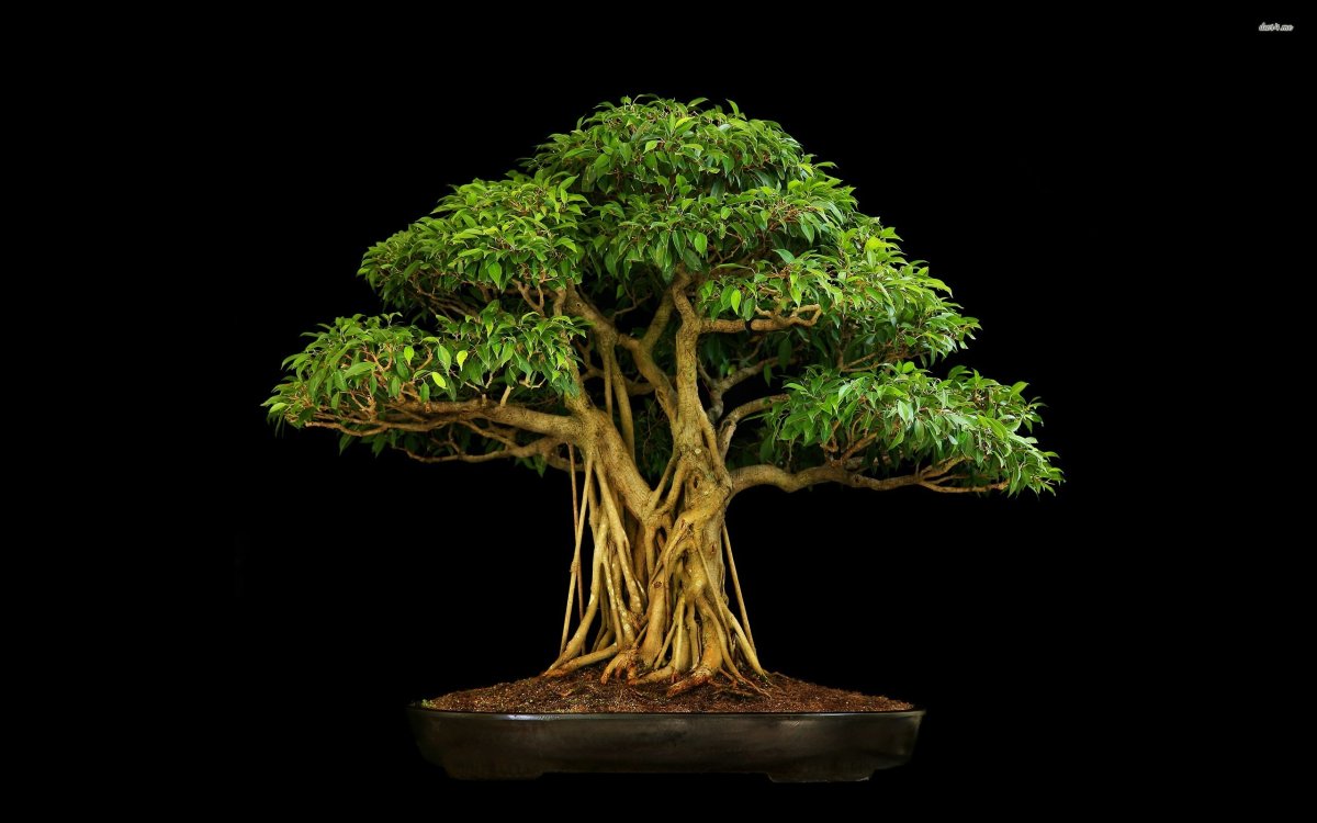 Ficus religiosa бонсай