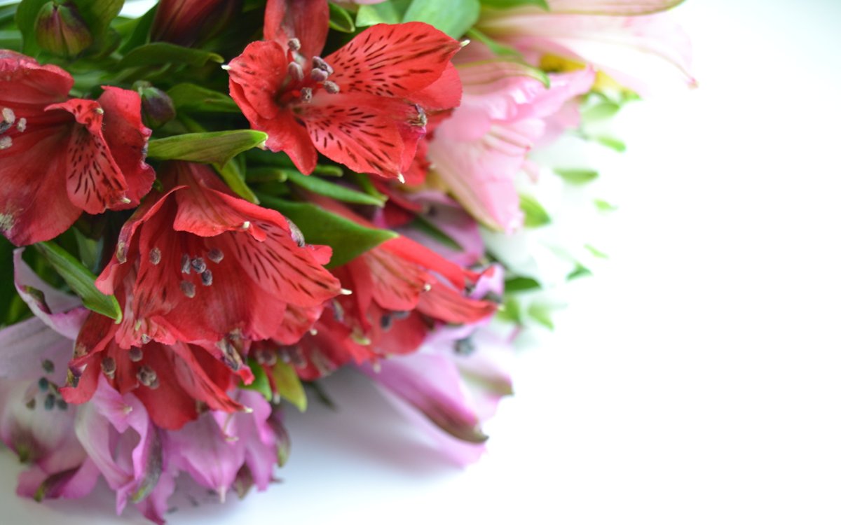 Alstroemeria ligtu