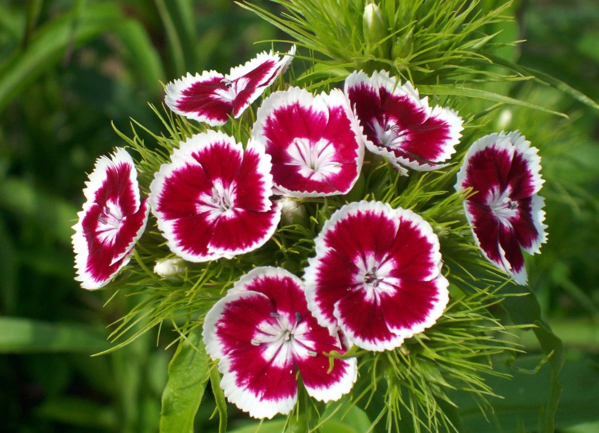 Садовая гвоздика (Dianthus caryophyllus)