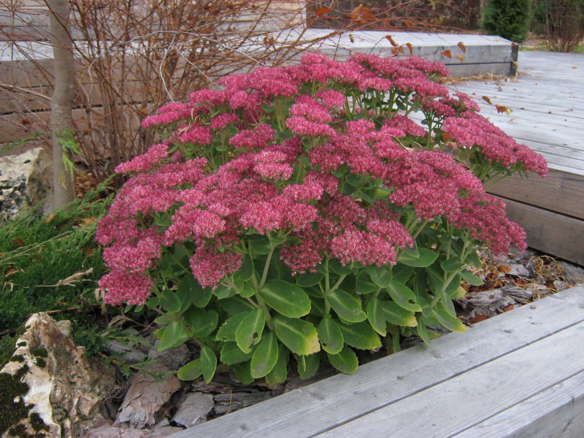 Очиток Видный (Sedum spectabile `Brilliant`)