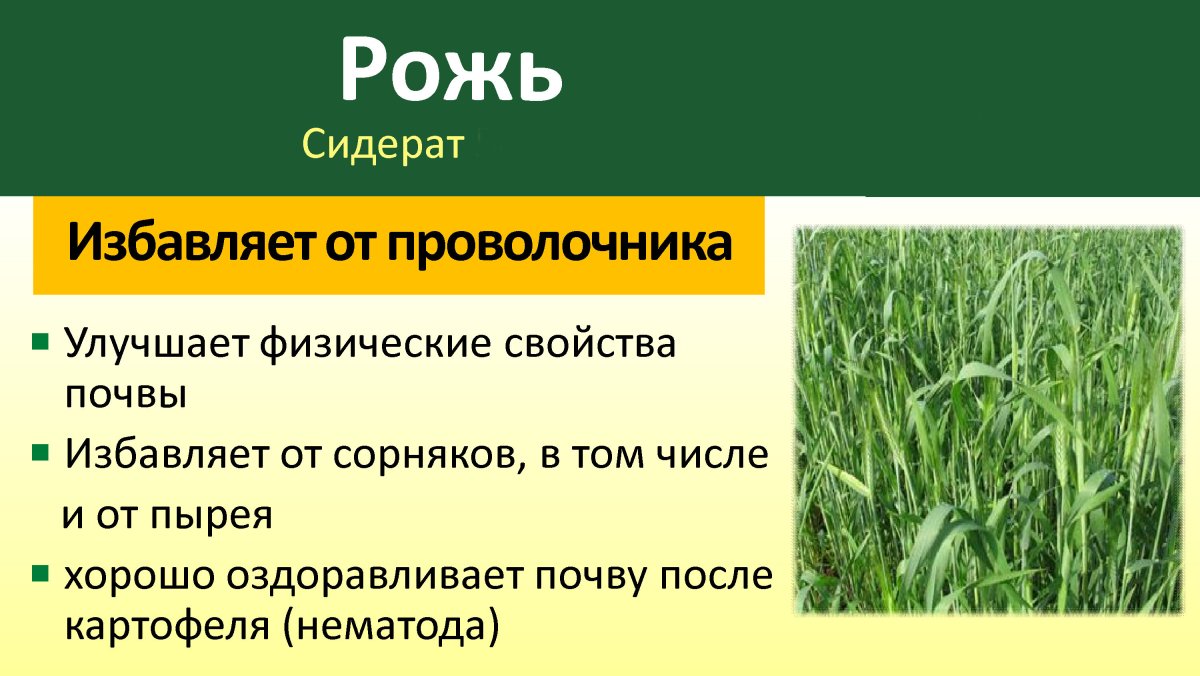 Горчица Полевая Россел