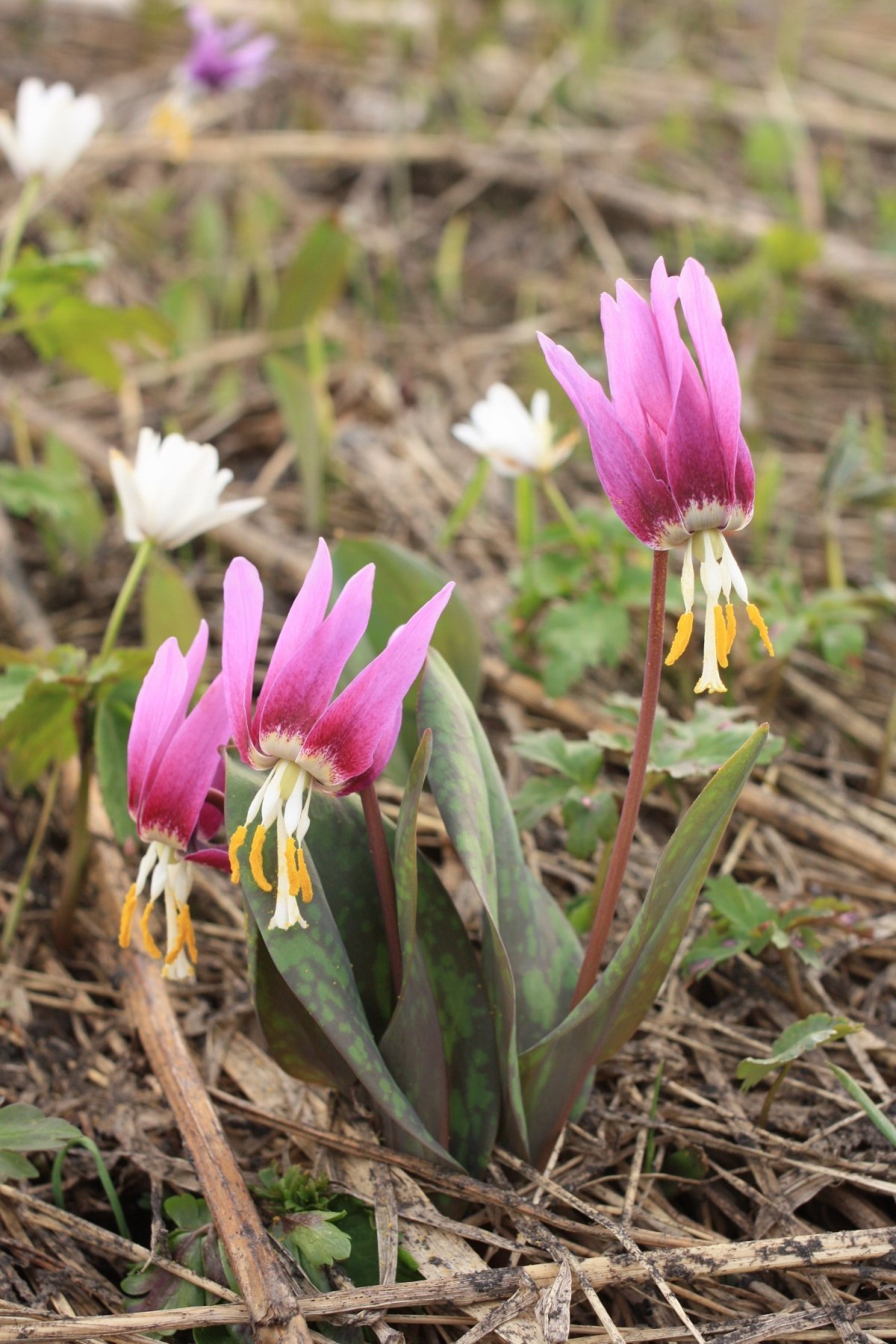 Кандык Сибирский ( Erythronium sibiricum).