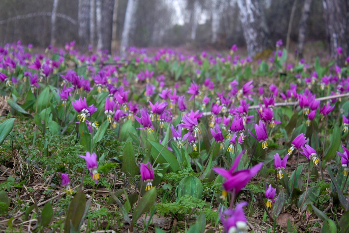 Кандык Сибирский луковица