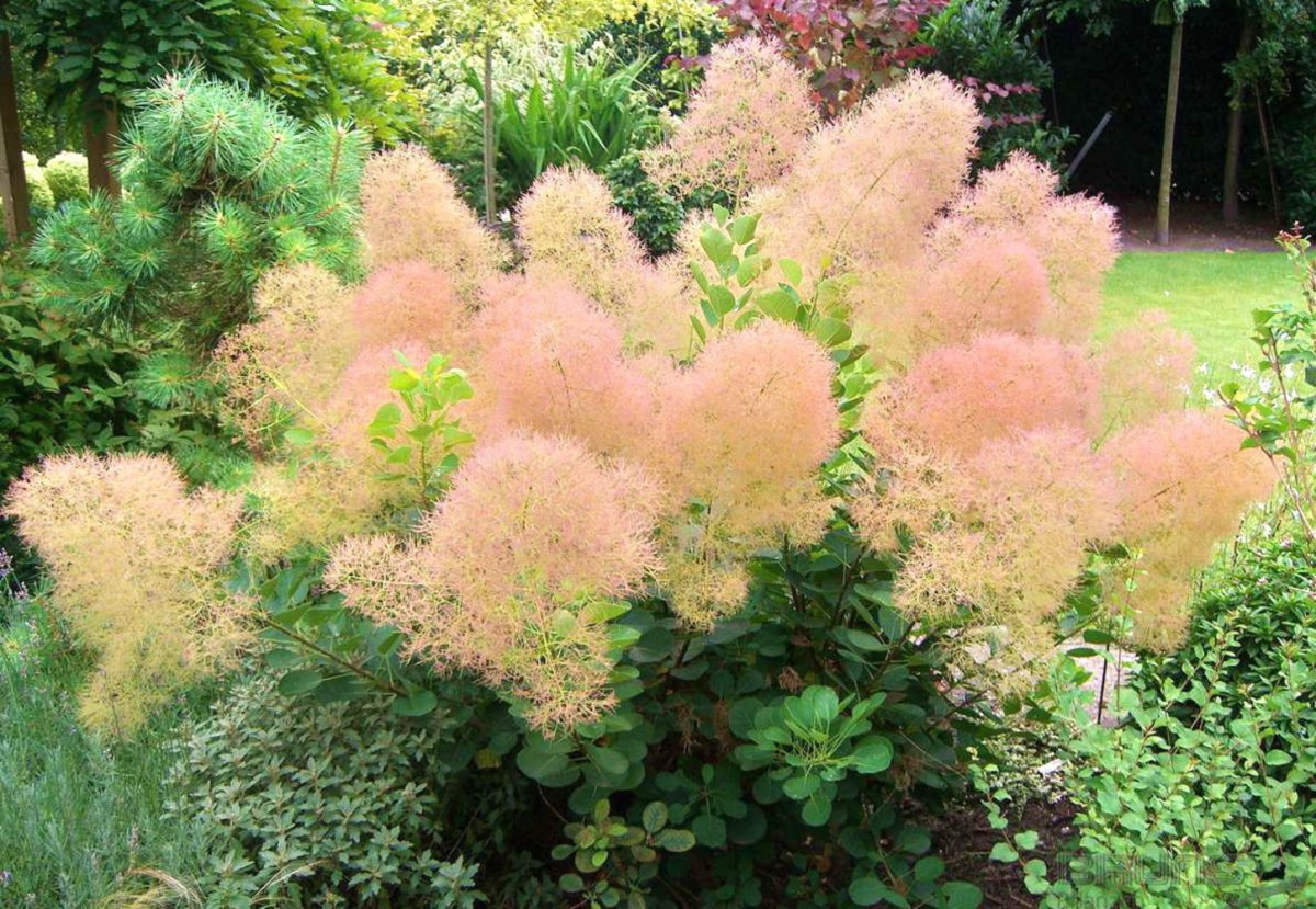 Скумпия Кожевенная (Cotinus coggygria `Royal Purple`)