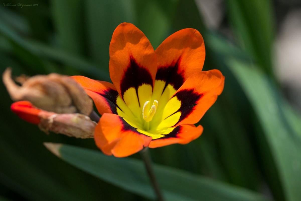 Спараксис (Sparaxis) Tricolor