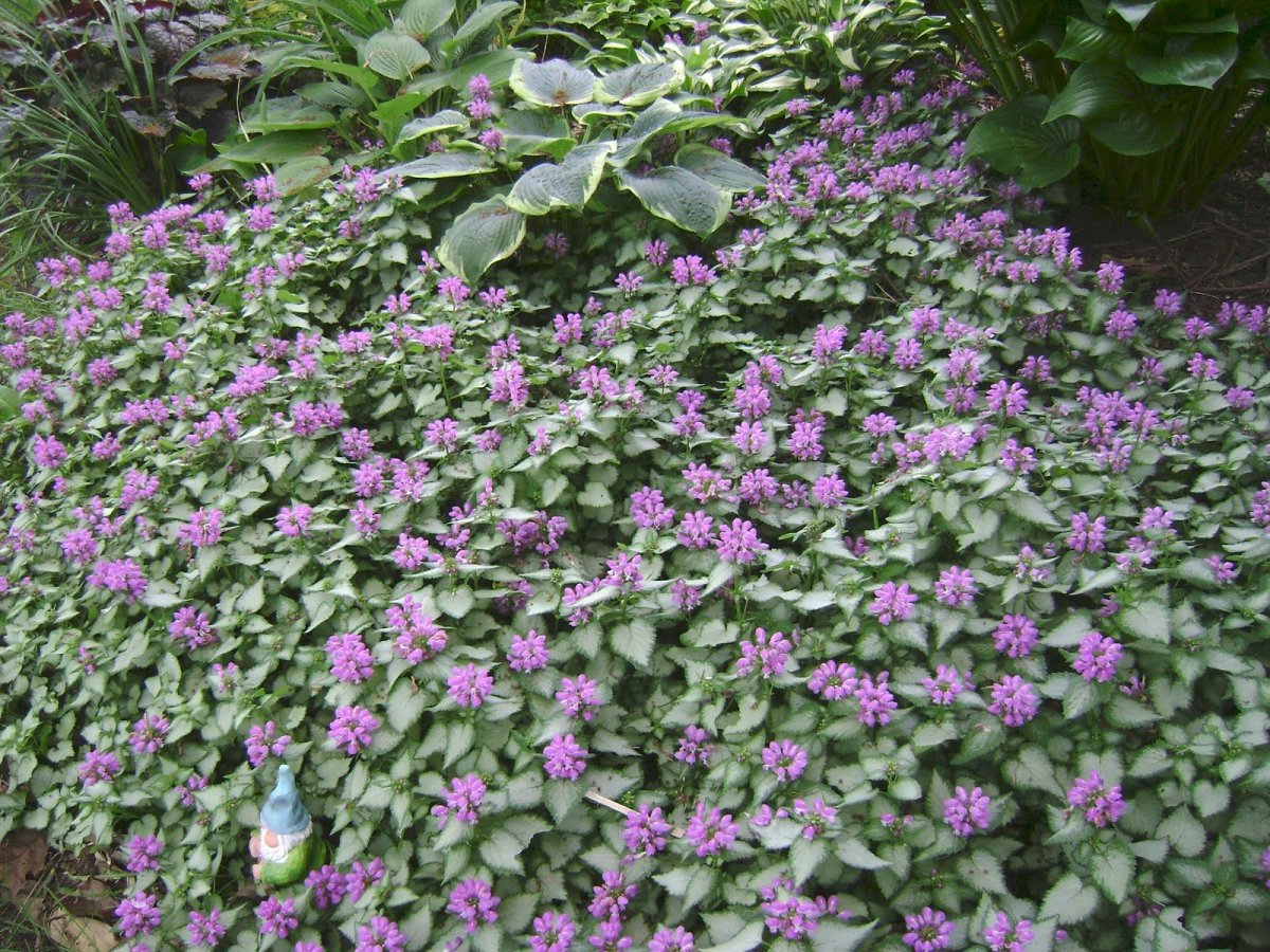 Яснотка Purple Dragon