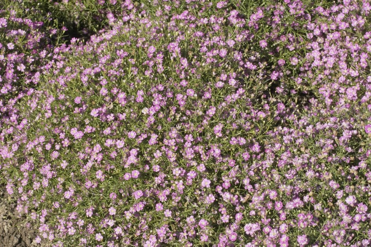 Гипсофила Gypsy Pink