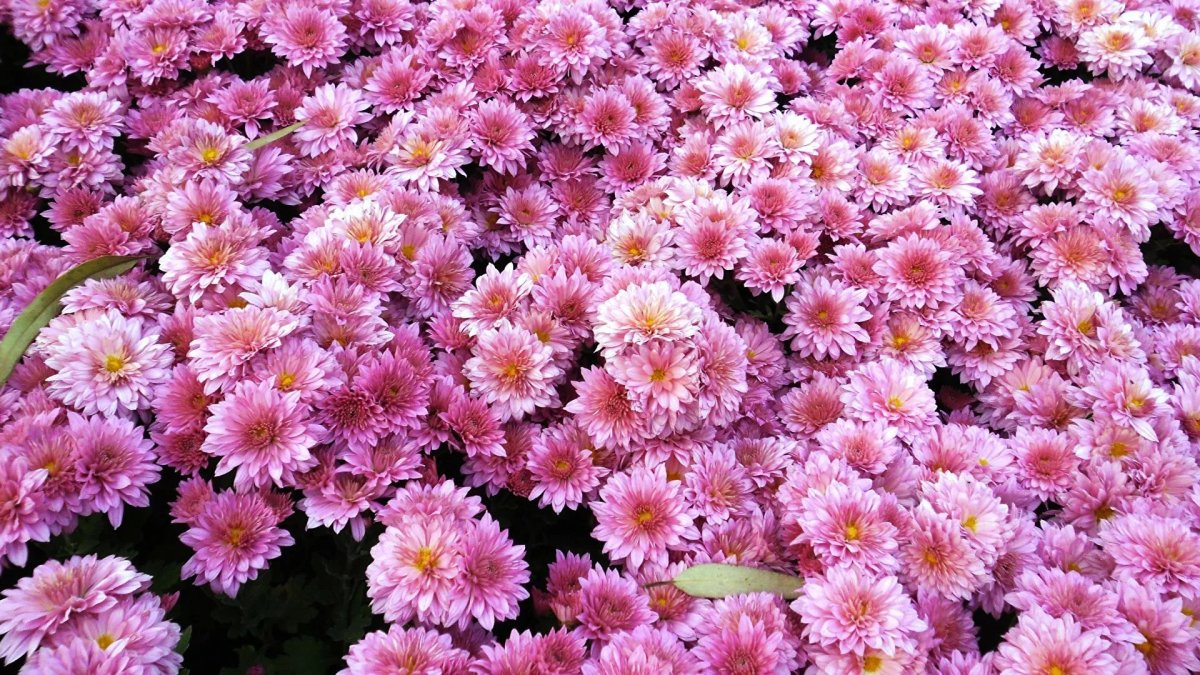 Цветочный рынок "Bloemenmarkt"