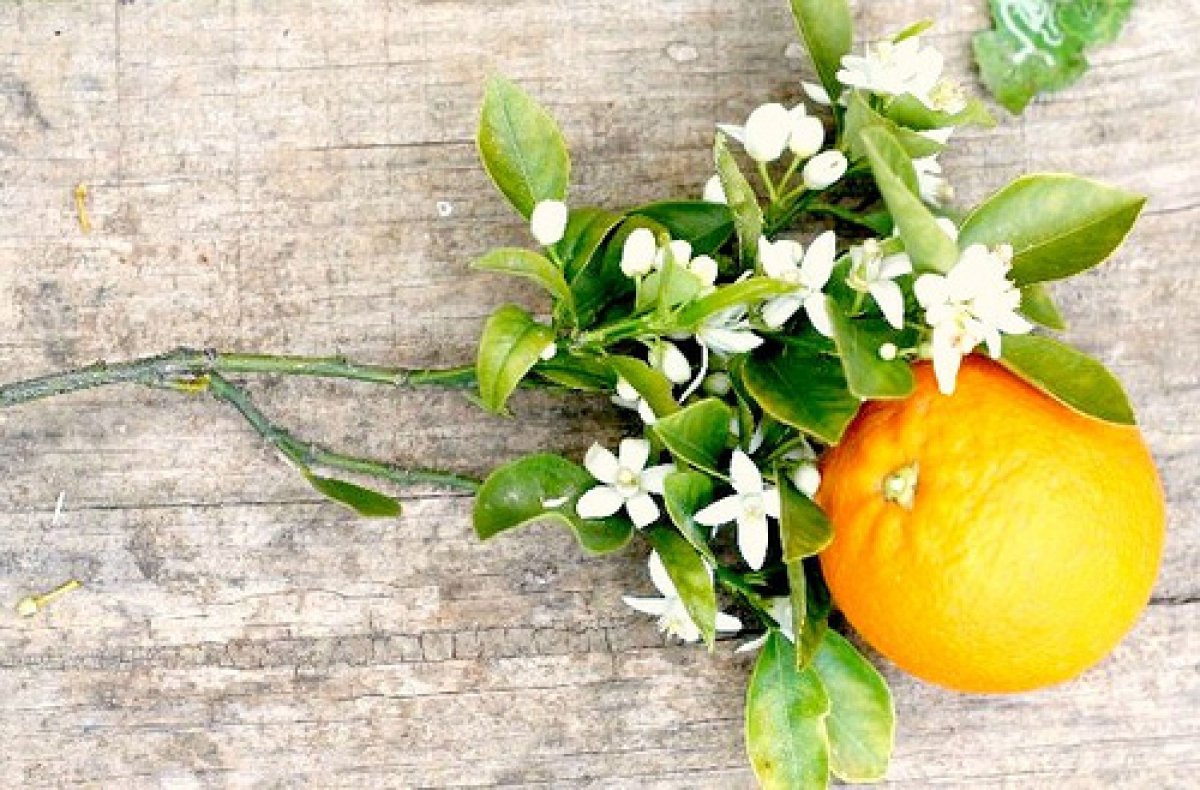 IND Dashavatar Orange Blossom