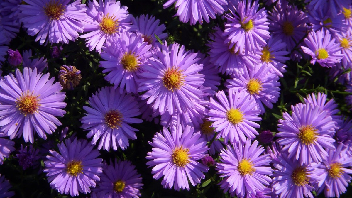 Астра кустарниковая Aster dumosus