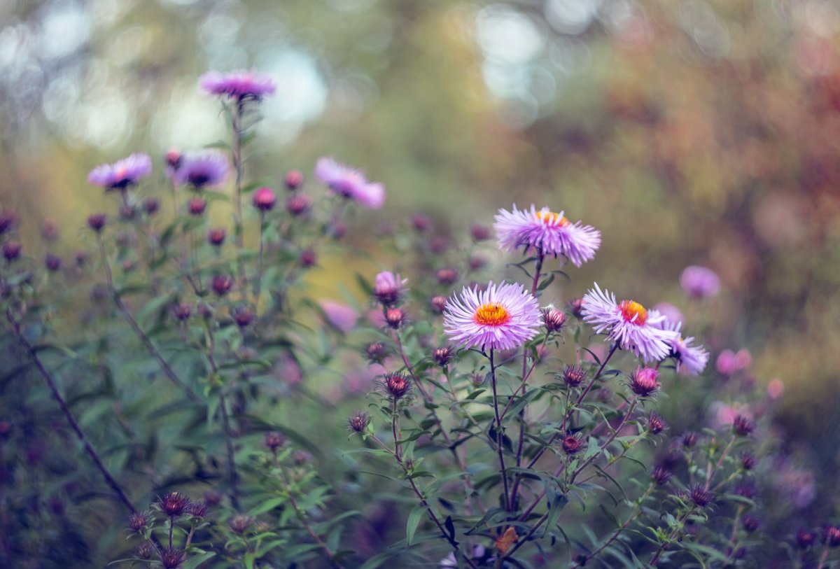 Астра новобельгийская Aster Novi-Belgii