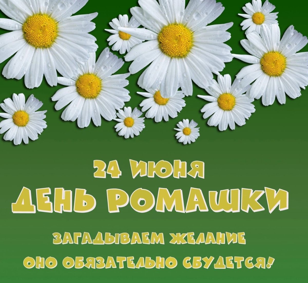 День ромашки