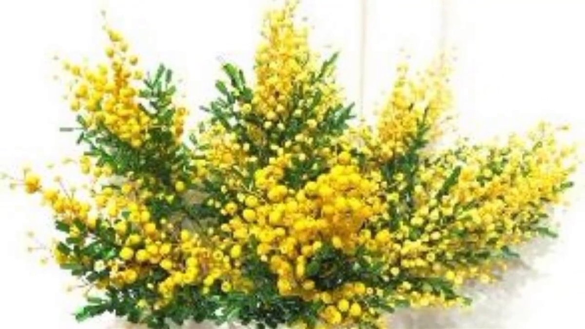Solidago 'Goldzwerg'