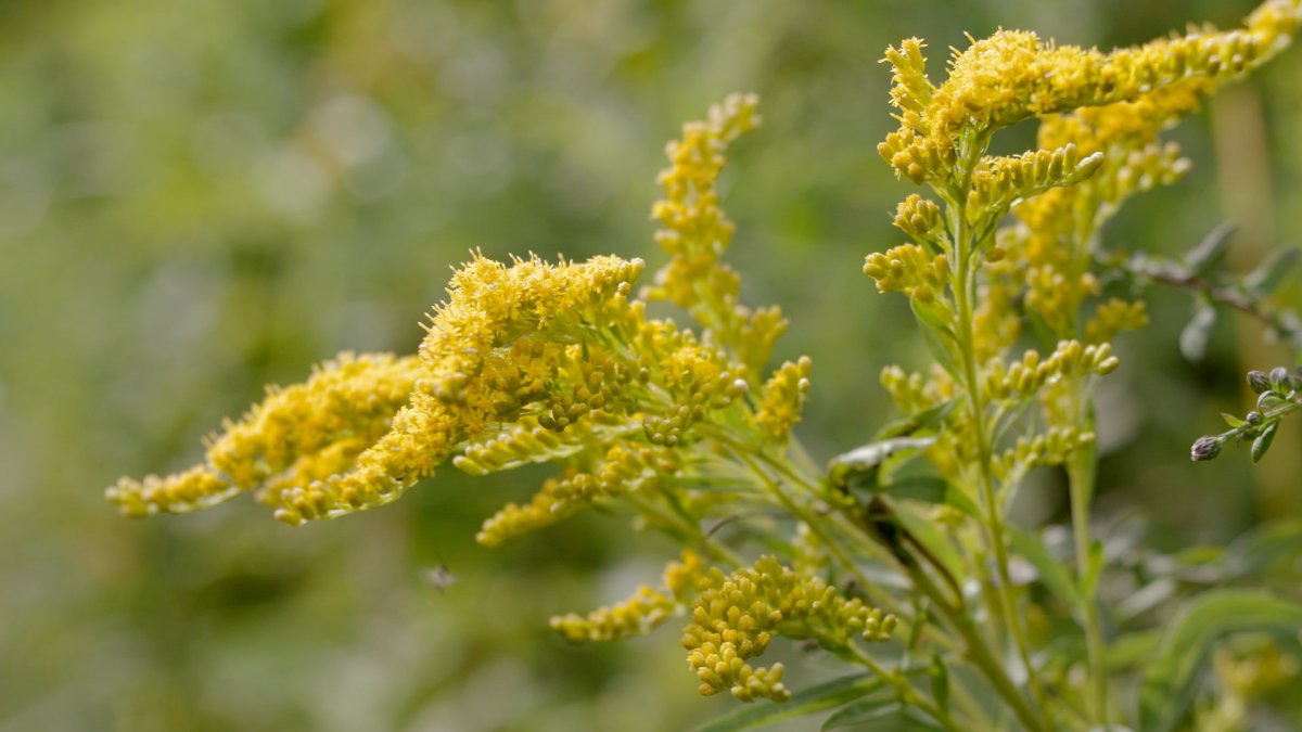 Золотарник обыкновенный (Solidago virgaurea