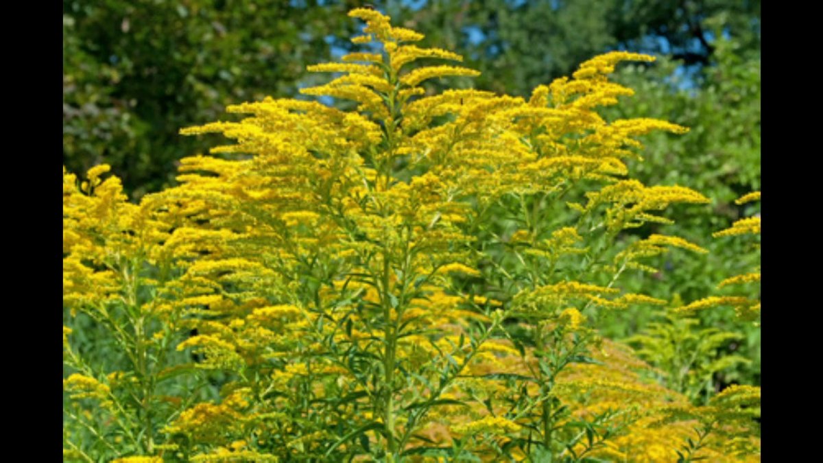 Goldenrod цвет