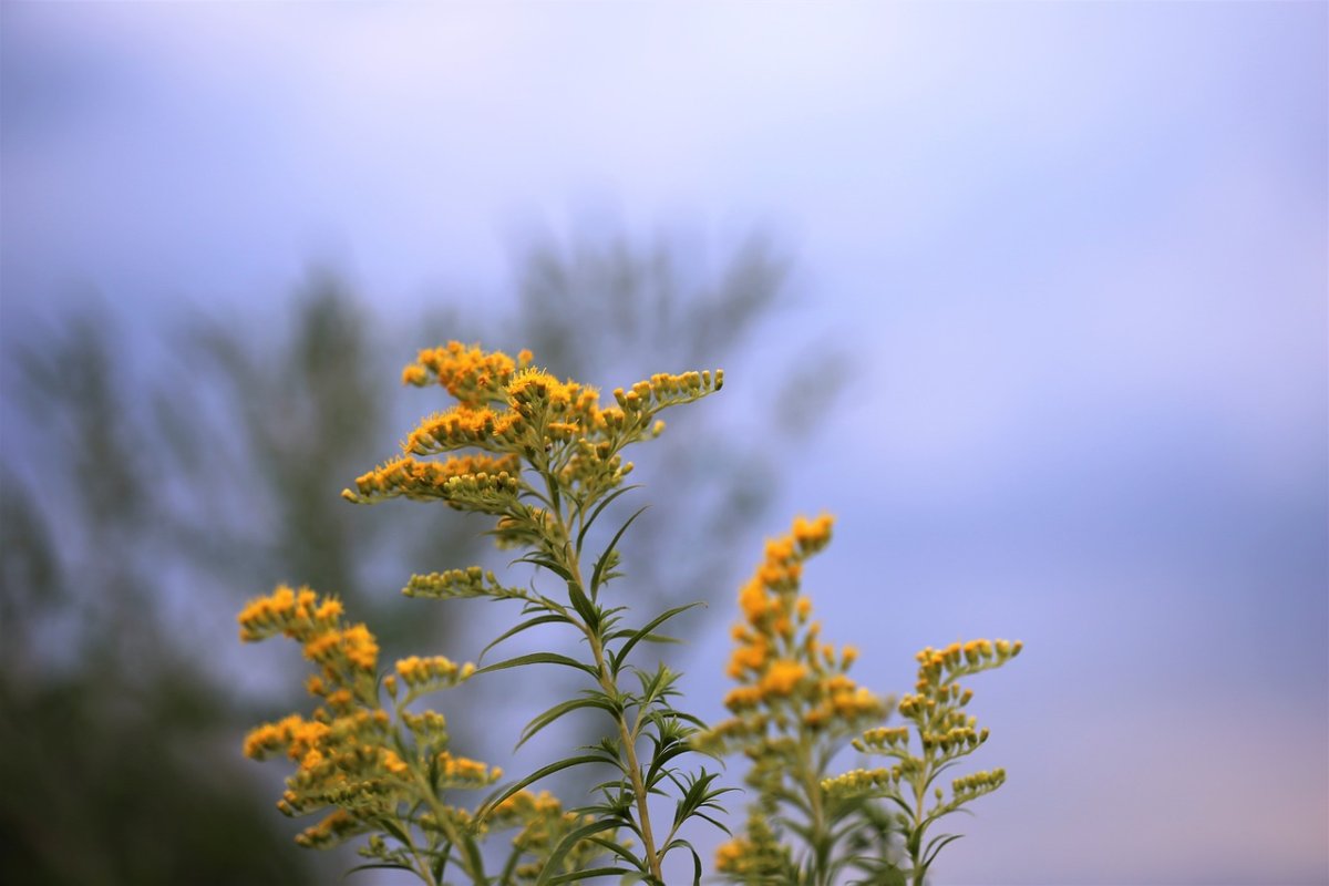 Alpina 08 (Goldenrod)