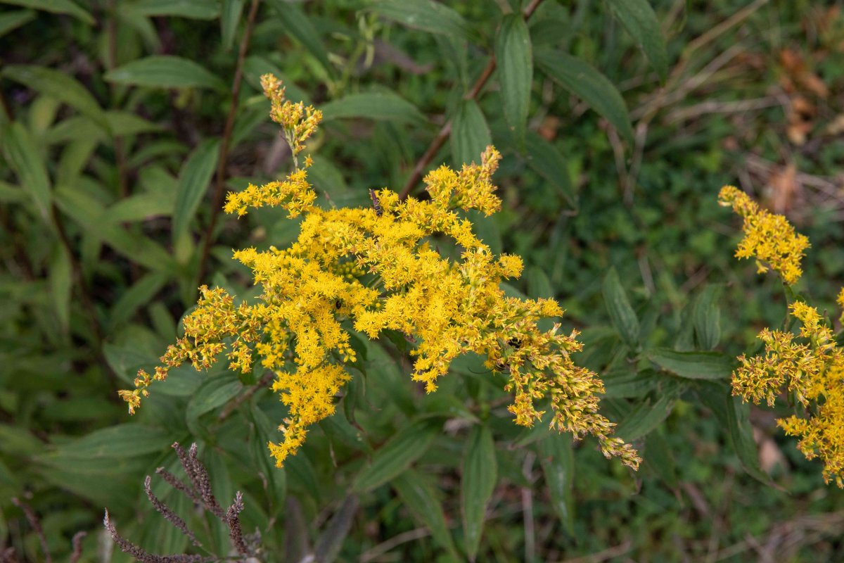 Solidago gigantea