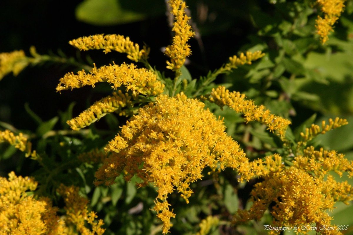 Солидаго извилистостебельный variegata
