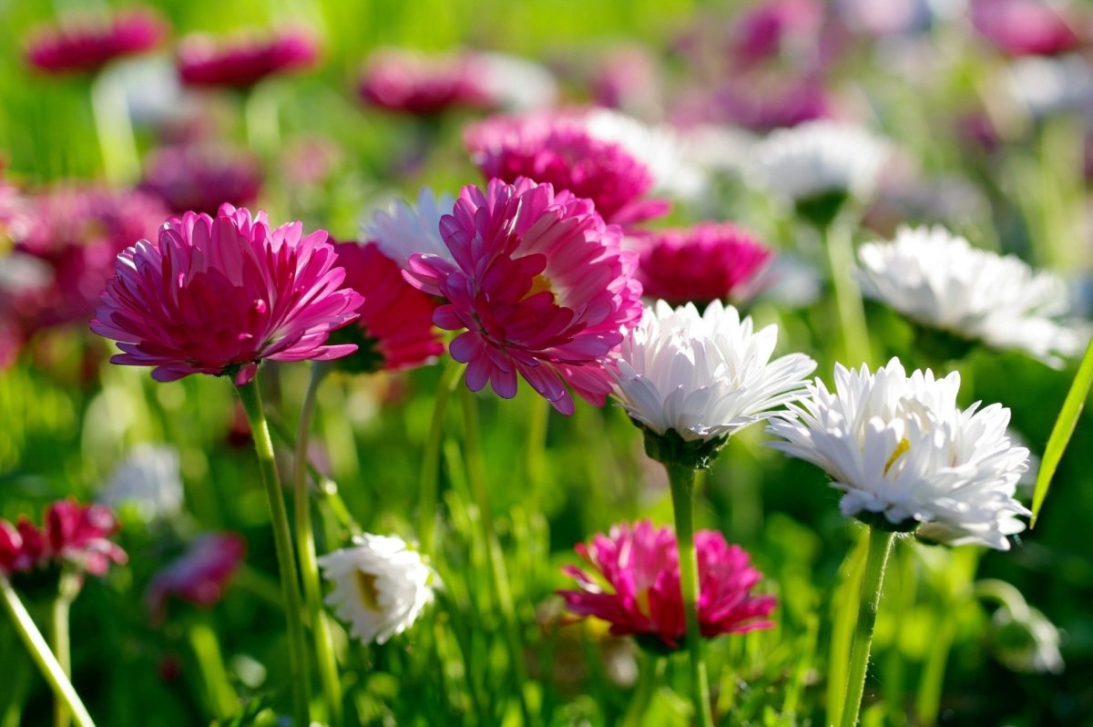 Природа цветы