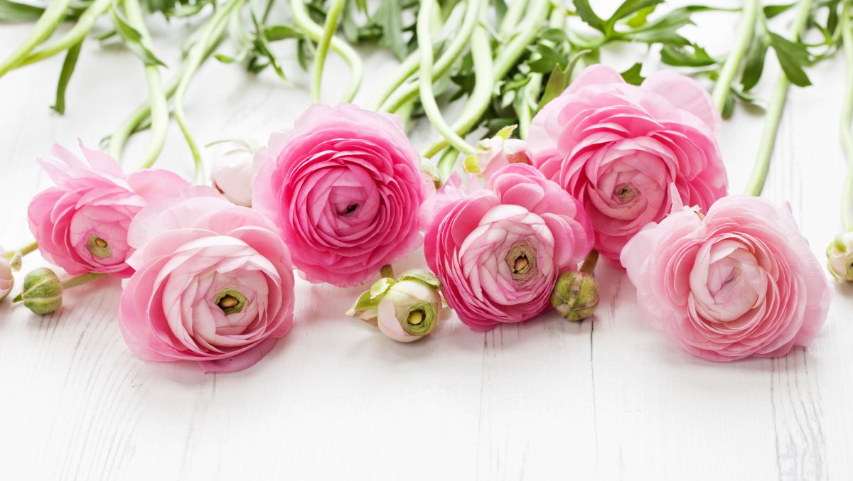 Ранункулюс Pink / Rose
