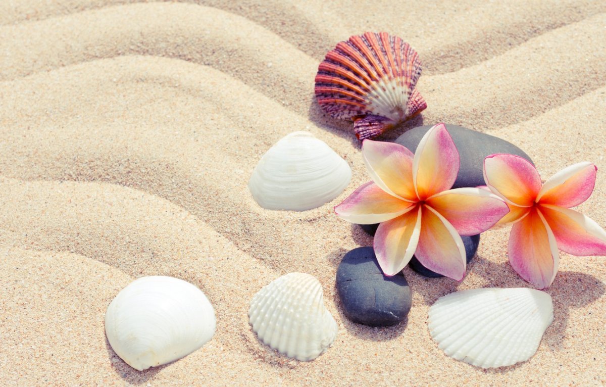Ракушки на песке