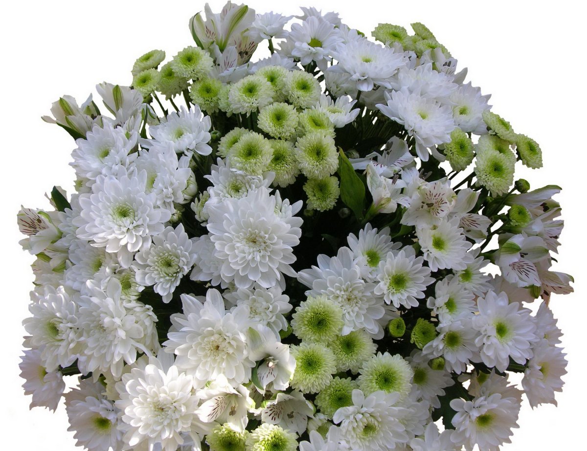Хризантема Сантини микс