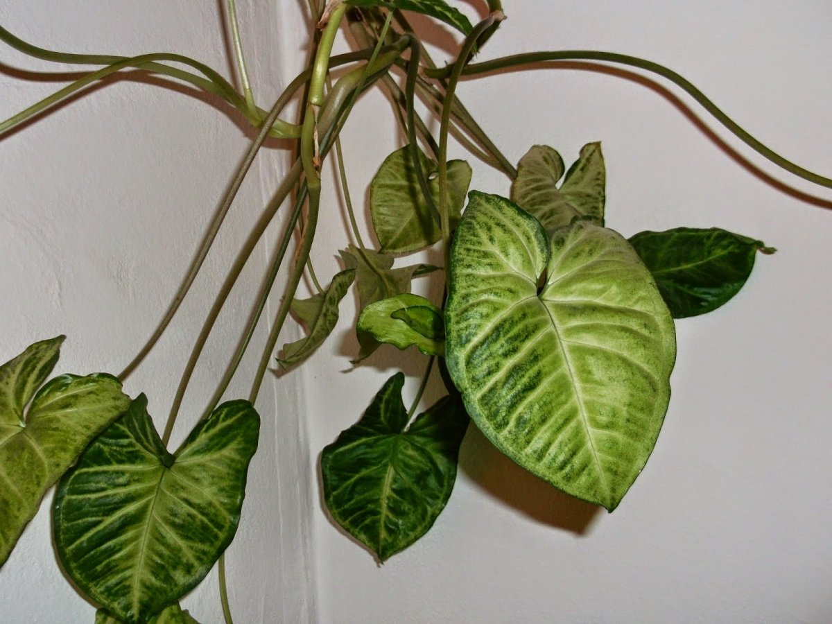 Syngonium Neon robusta