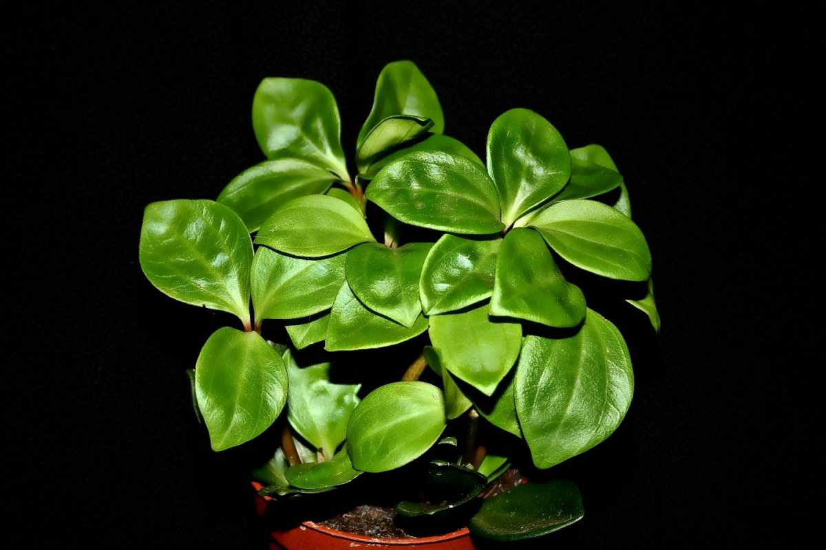 Peperomia cuspidilimba