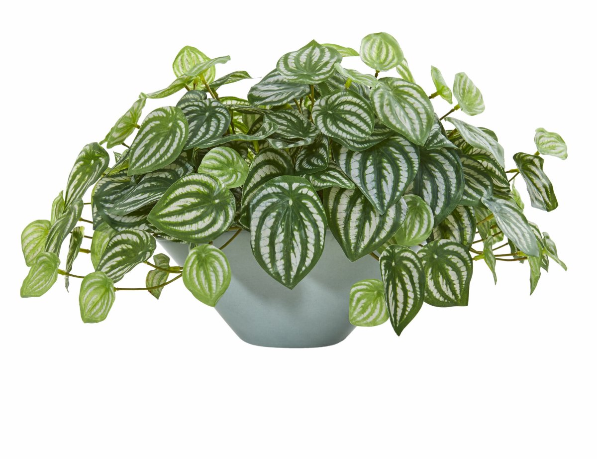 Пеперомия Peperomia bangroana