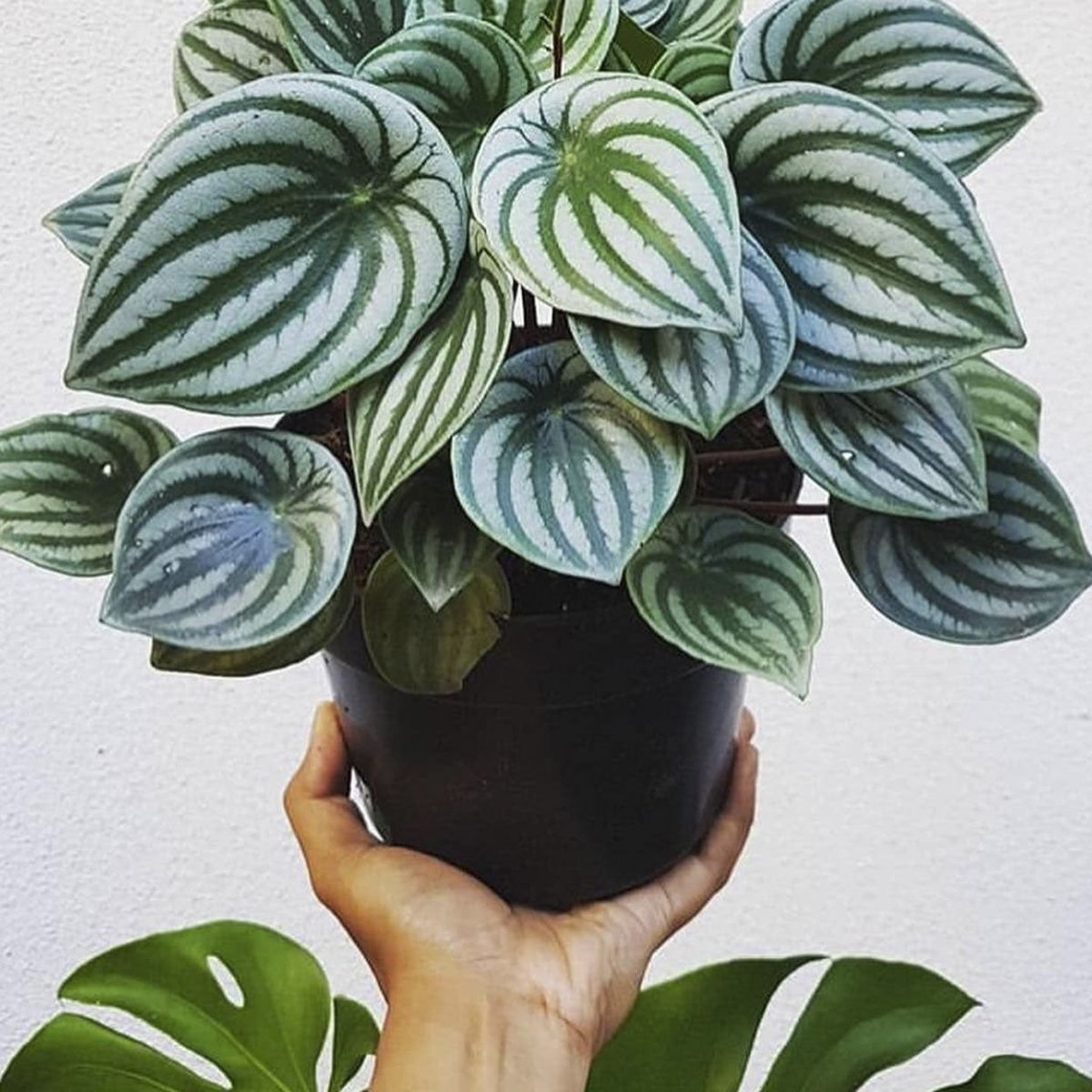 Пеперомия houseplants