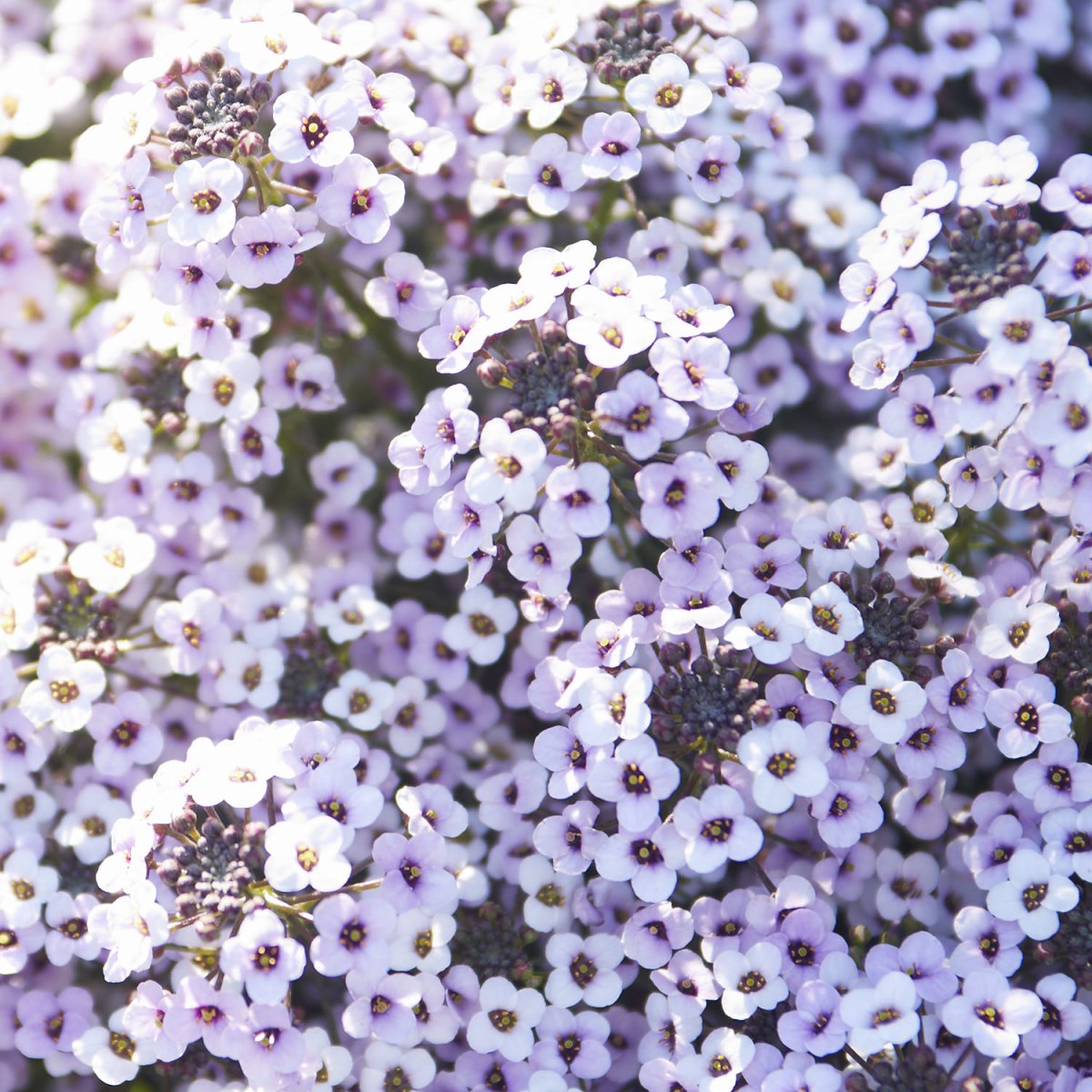 Алиссум морской компактный (Lobularia maritima) "Wonderland" (citron)