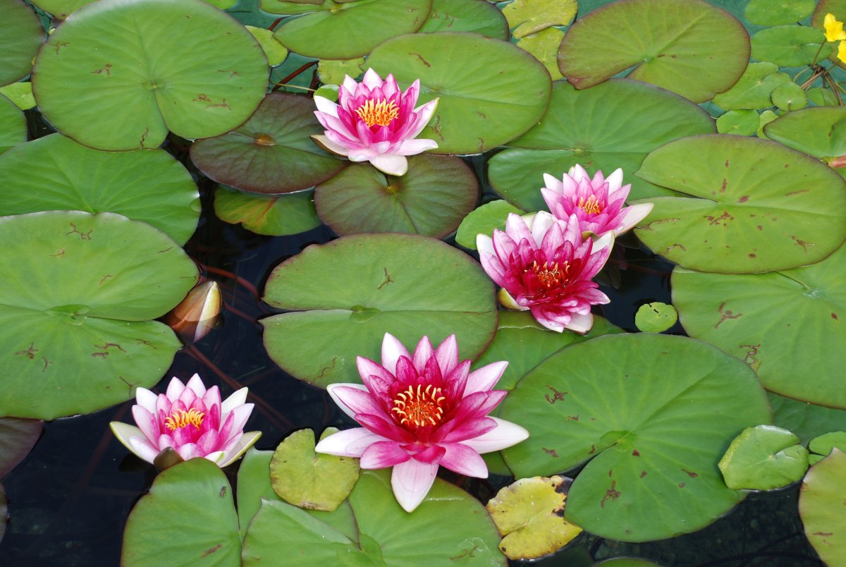 Lilia Flower 3d