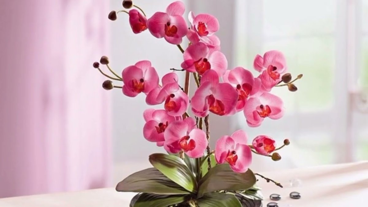 Фаленопсис Miraflor