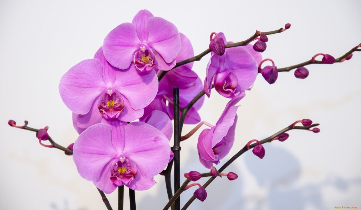 Калла Phalaenopsis