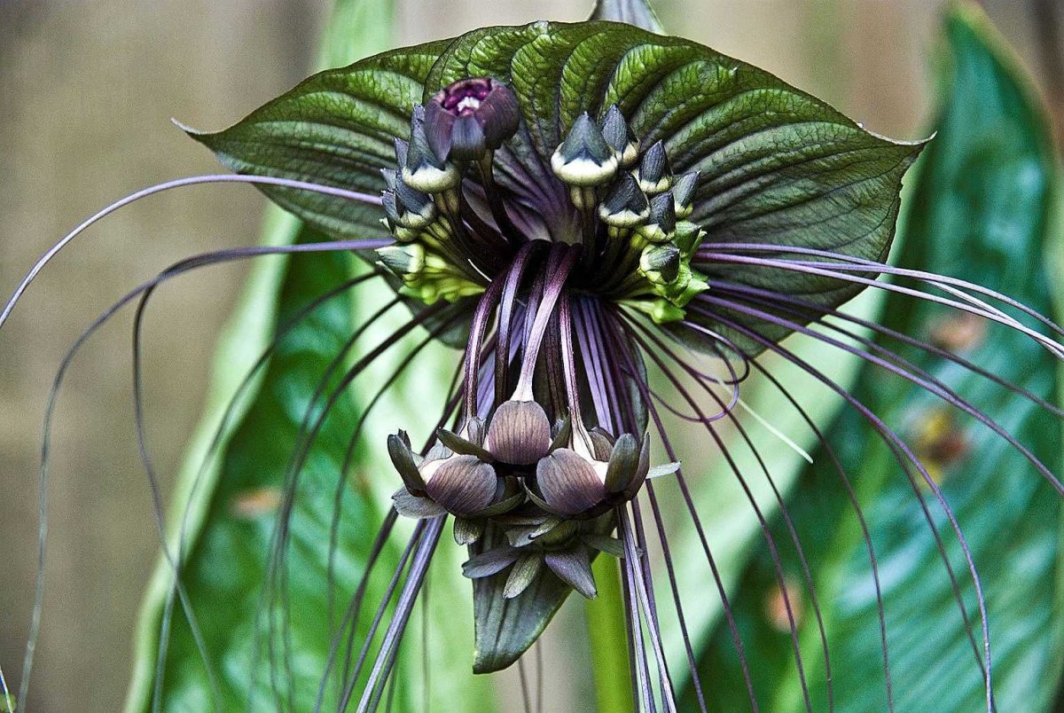 Орхидея-балерина (Ballerina Orchid)