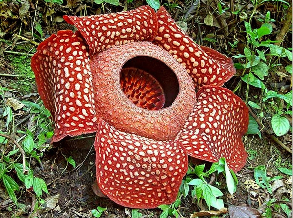 Cavendishia grandifolia