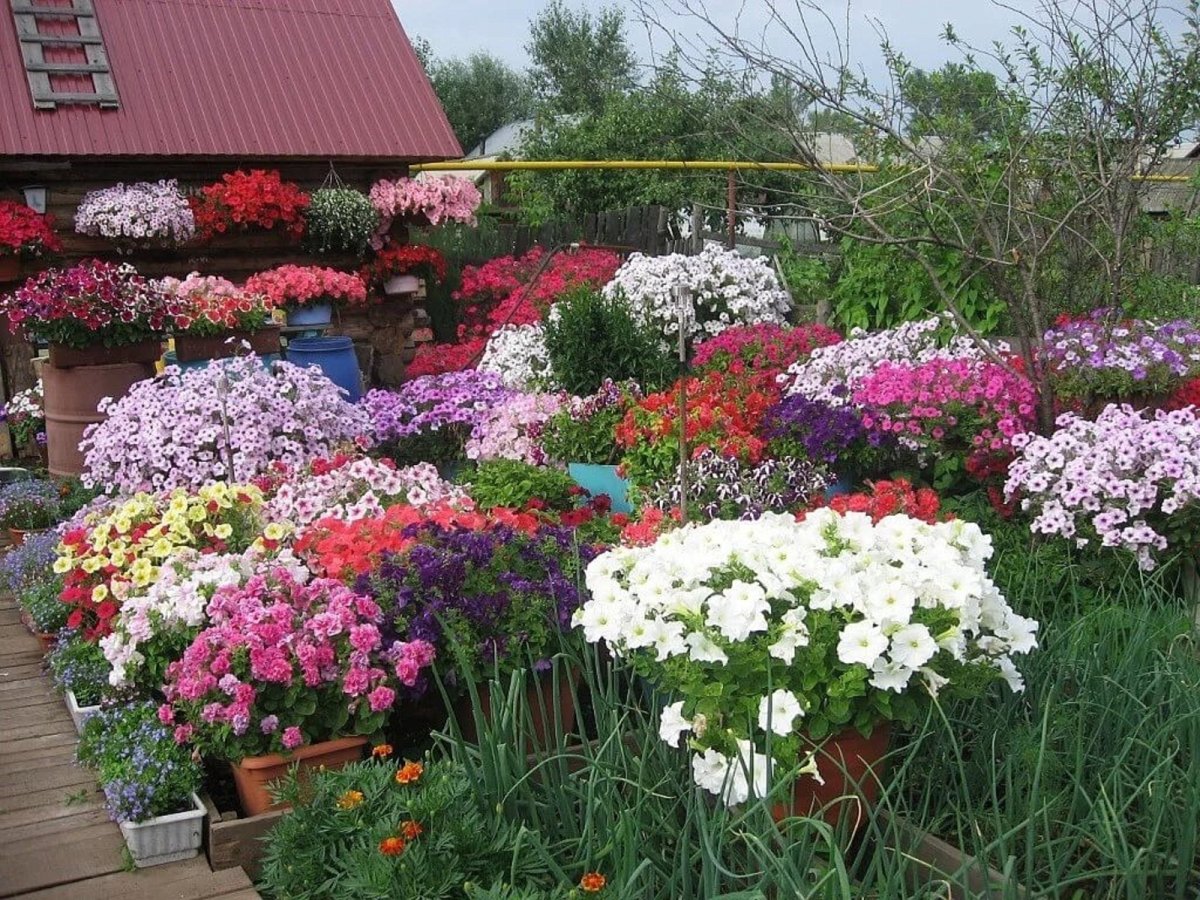 Клумбы с Крупнолистными гортензиями