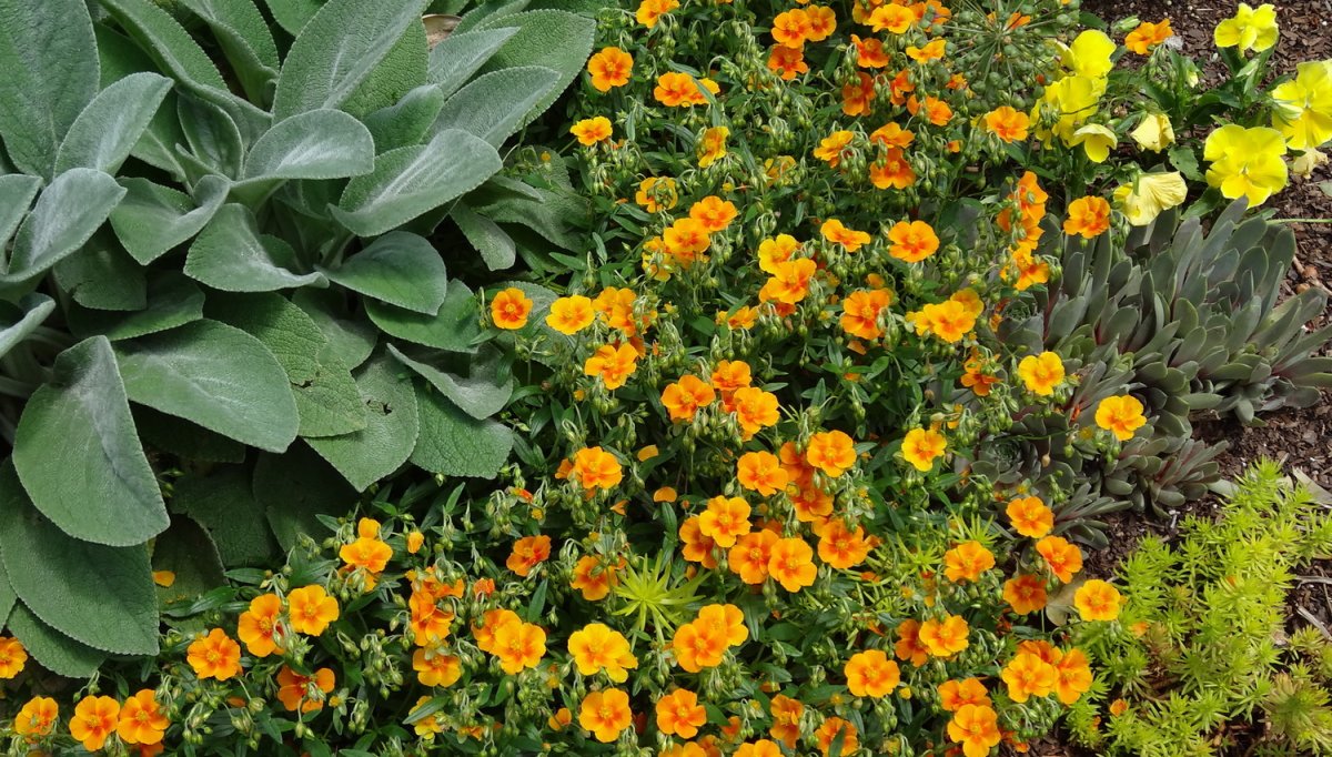 Солнцецвет 'Golden Queen'