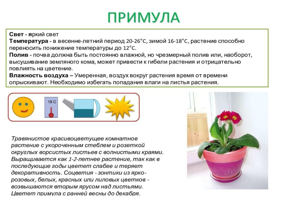 Примула Обконика