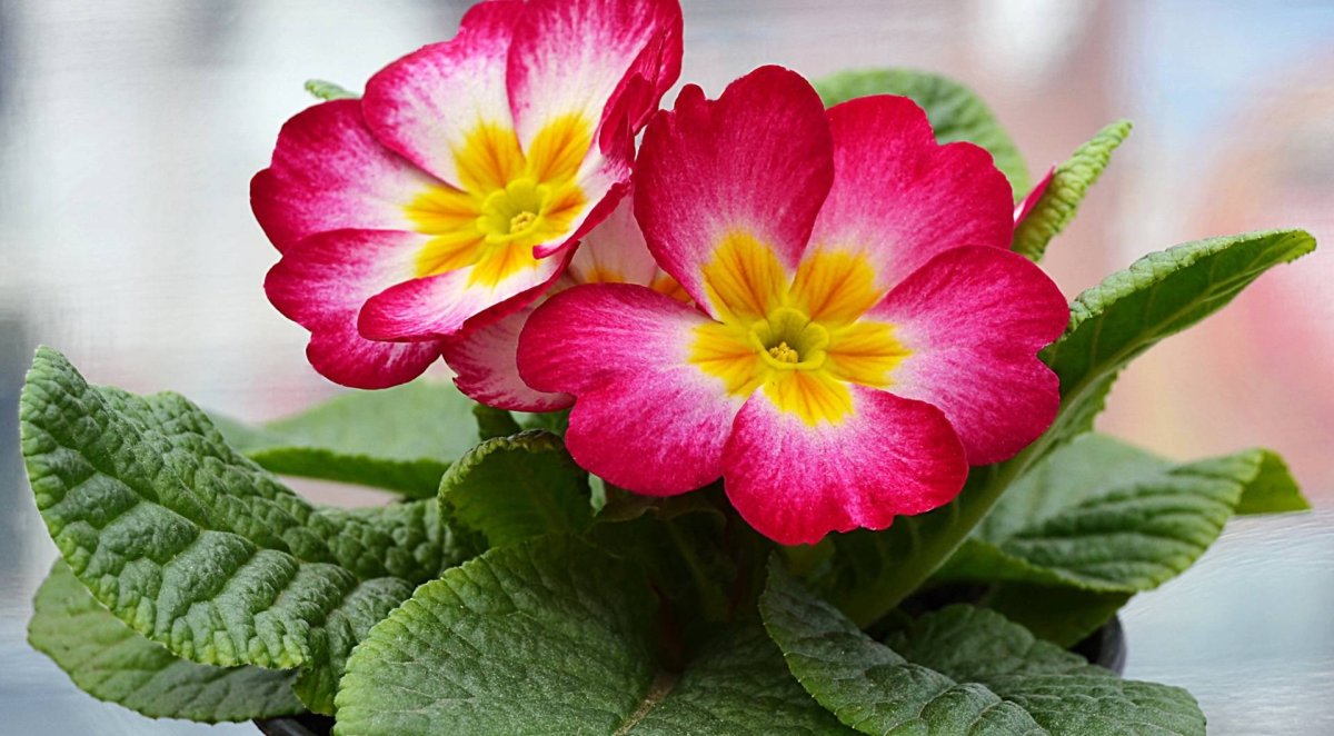 Примула Primula vulgaris Red